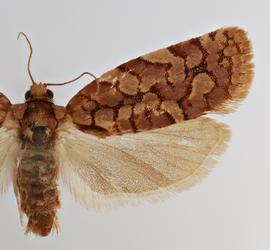   C .  houstonana. ©  Loren Jones. Image used with permission.
